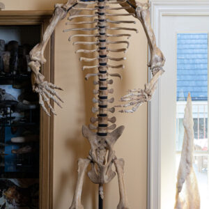Romanian Cave Bear Skeleton