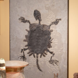 Trionyx (Soft-Shell Turtle)