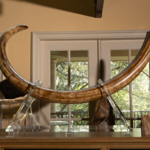 Mammoth Tusk
