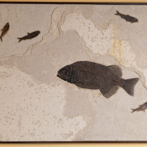 Four Knightia Eocaena and One 22" Phareodus Encaustus