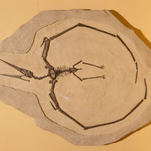 Nyctosaurus Gracillis. "Pterosaur"