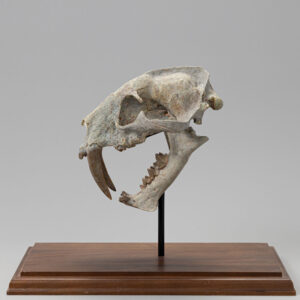 Dinocrocuta (Hyena) Gigantea