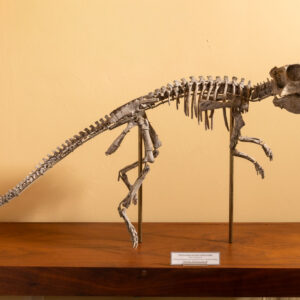 Psittacosaurus Mongoleniensis - Parrot-Beaked Dinosaur.
 From Zizhiug, China, The Lisangon Formation