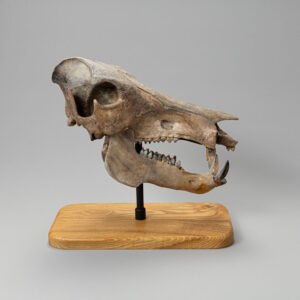Platygonis Compressus- Flat Headed Peccary Skull. Mega Fauna Extinction