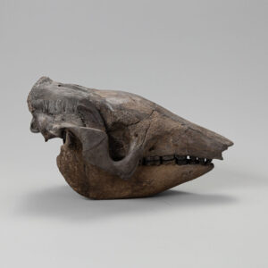 Holmesina Septentrionalis- Giant Armadillo. Mega Fauna Extinction